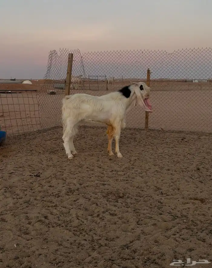 معزا بيض 3