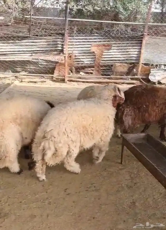 5 خرفان نعيمي 2