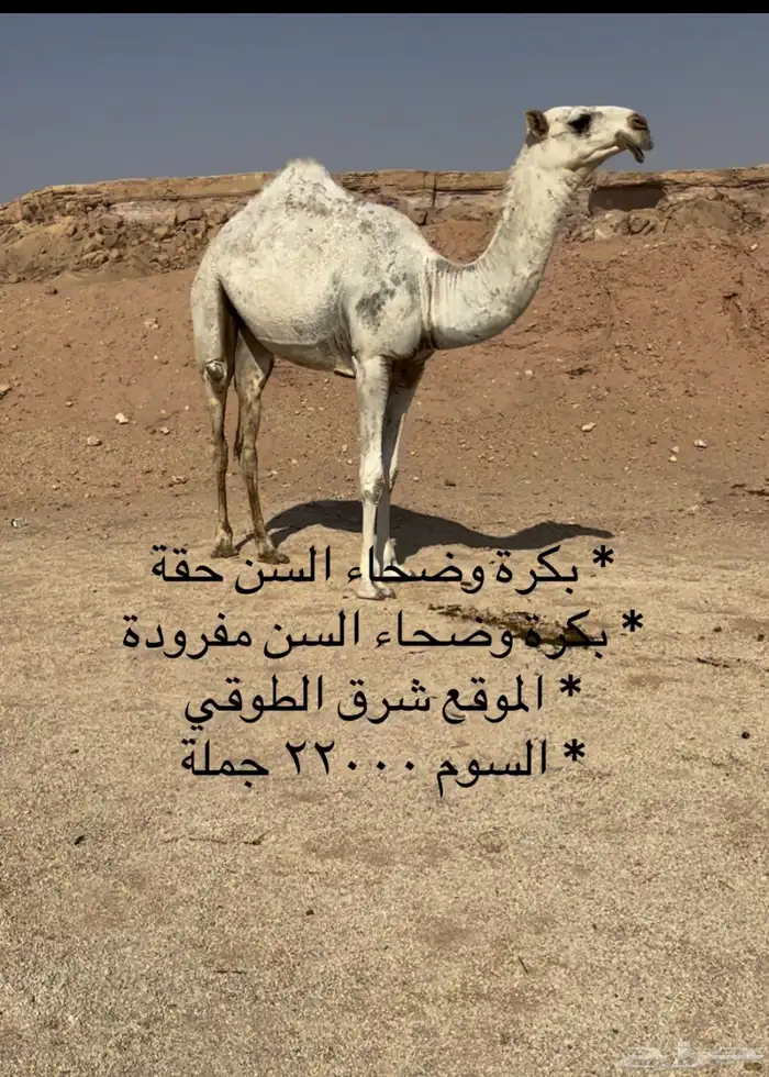 بكار مفردة وحقة 0