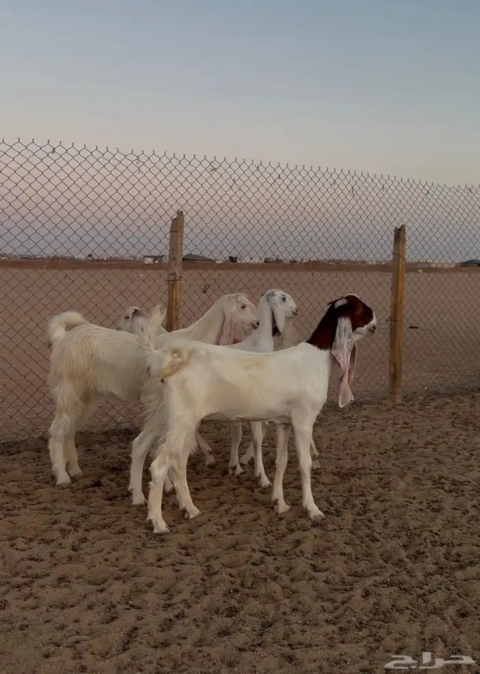 معزا بيض 1