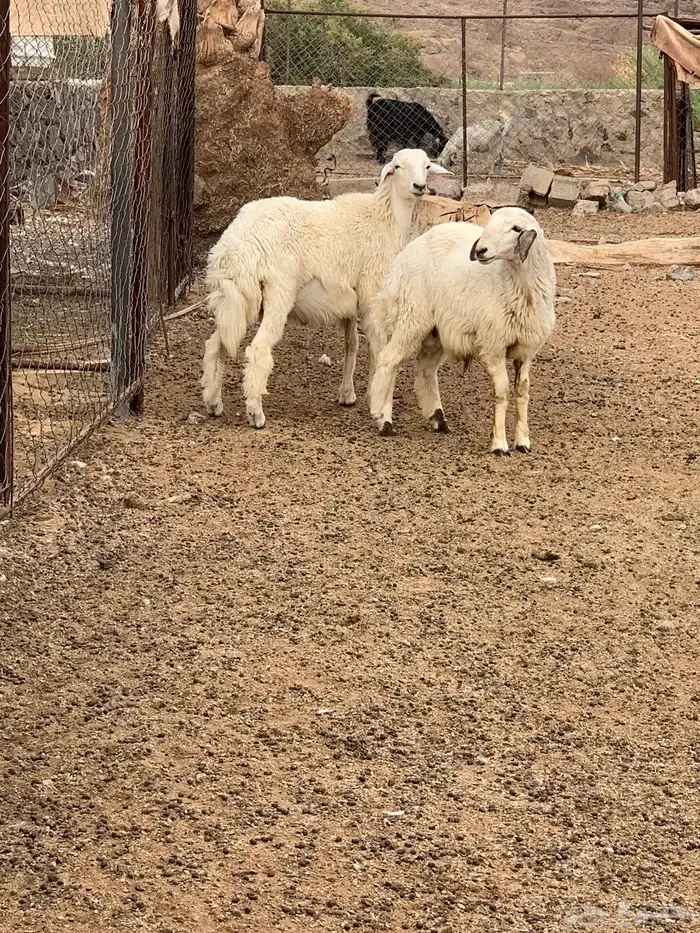 طليان حرية حري حبص 0