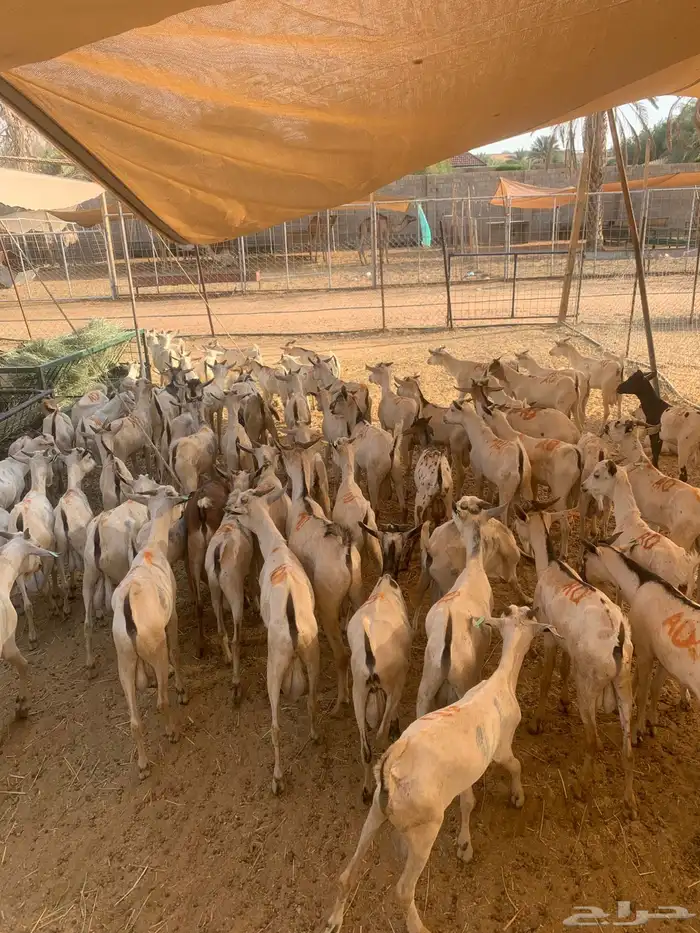 نعيمي وسواكن وتيوس سعر خاص لتجار الجمله وأصحاب الملاحم 5