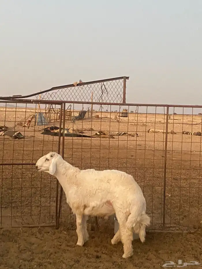 البيع خروف صنف 5