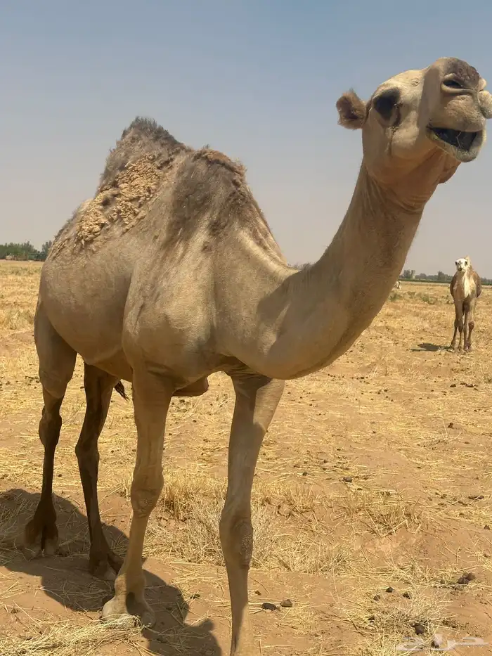 عشرا سديس حدرها قعود 2