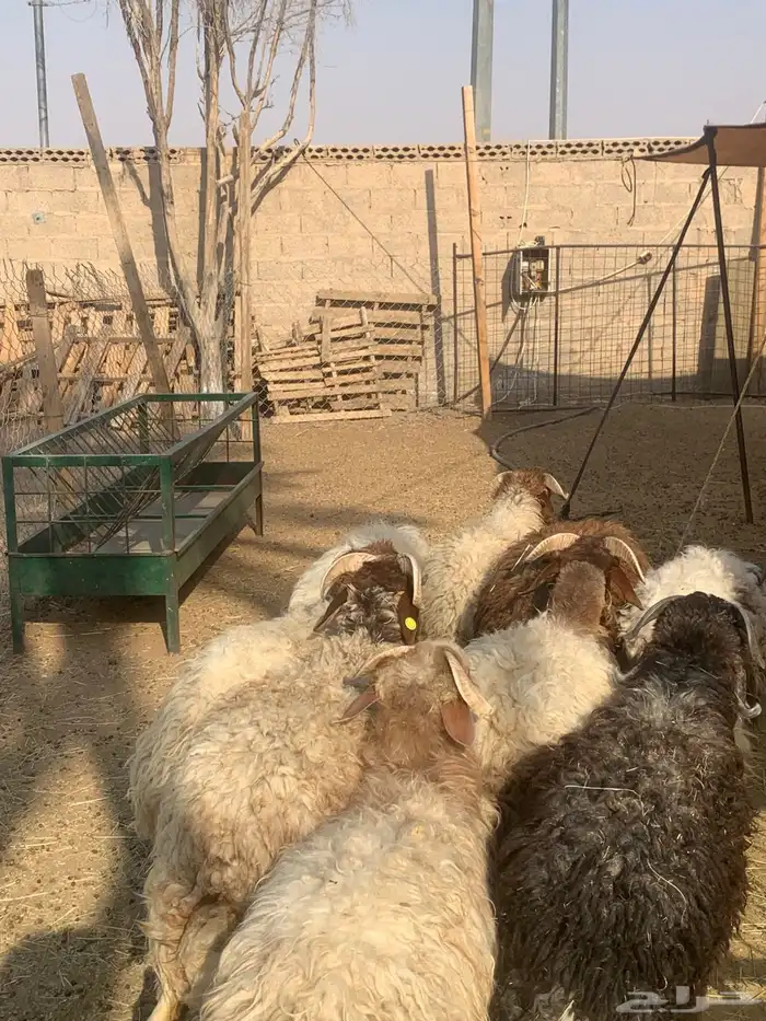 نعيمي وسواكن وتيوس سعر خاص لتجار الجمله وأصحاب الملاحم 1