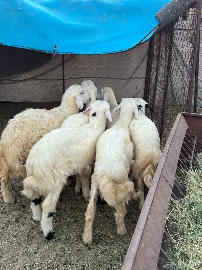 خرفان 7
