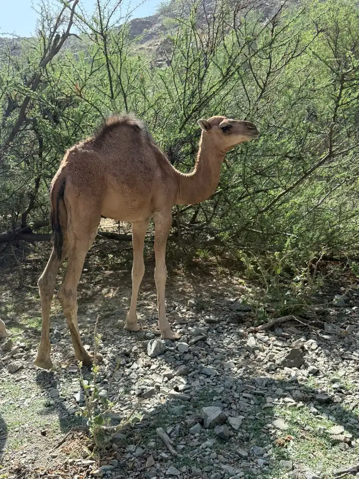 بكار للبيع 0