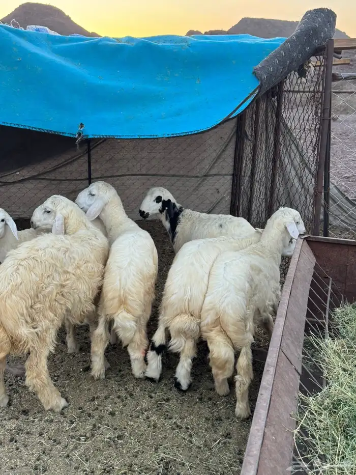 خرفان 4