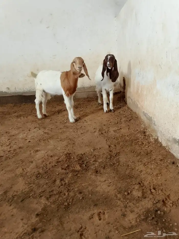 جفار بورقوت هجين 1