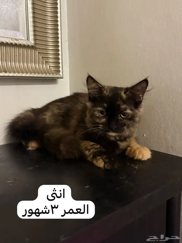 قطاوه شيرازي للتبني 2