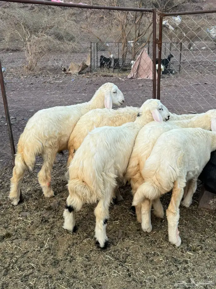 خرفان 6