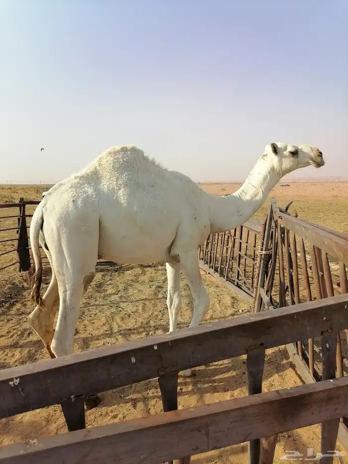 حاشي حق اوضح. العمر سنتين سمين وطيب الموقع الحسي 0