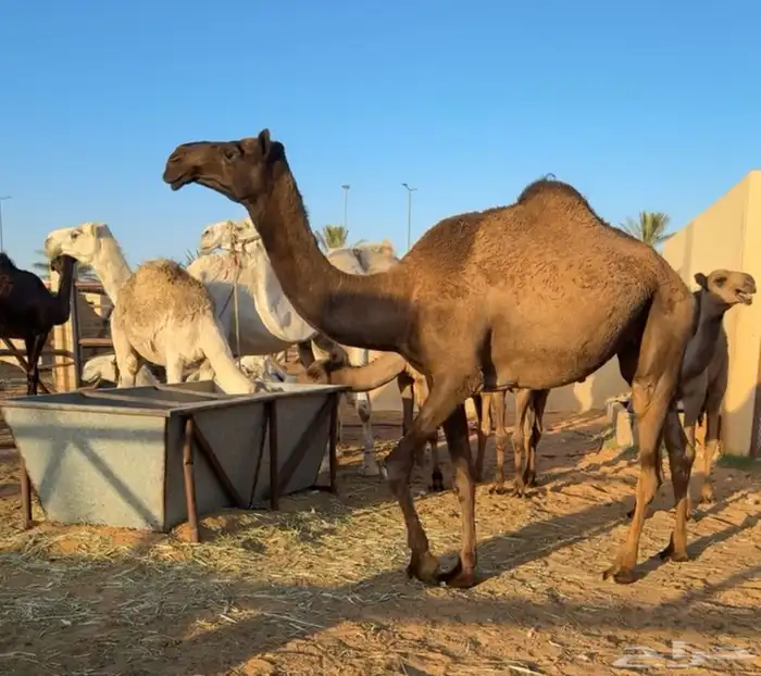 بكار للبيع 0