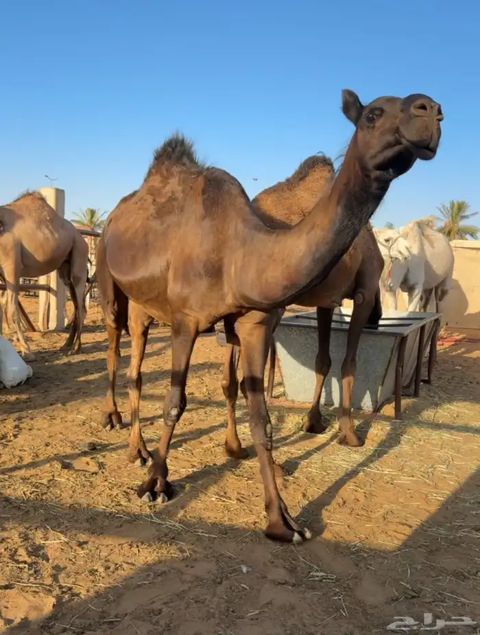 بكار للبيع 2