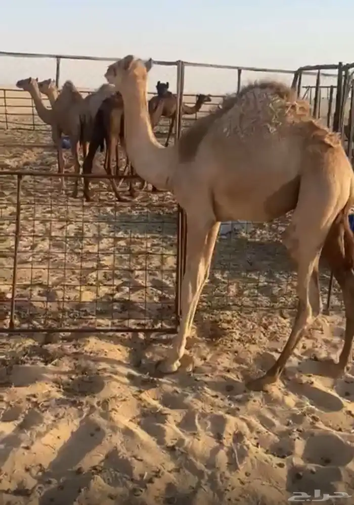 قعدان للبيع 3 2