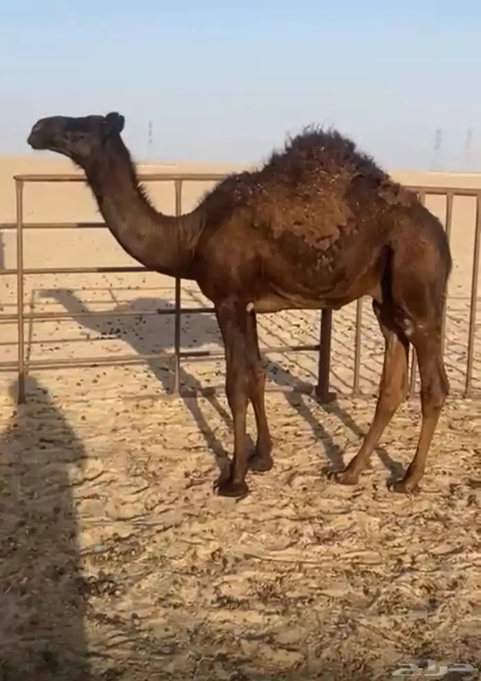 قعدان للبيع 3 0