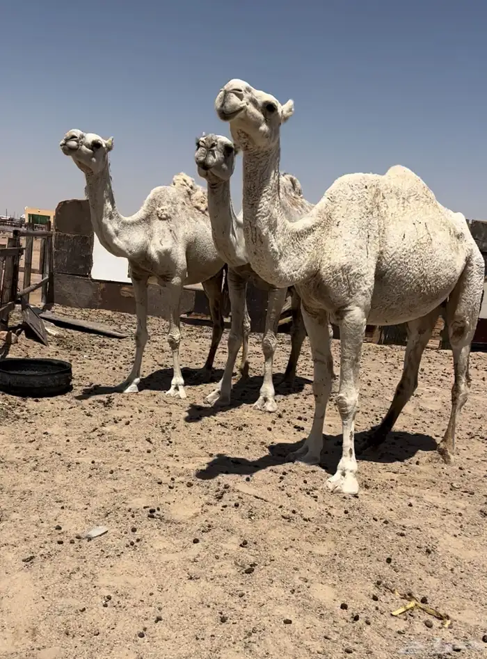 للبيع ثلاث نياق وضح 2