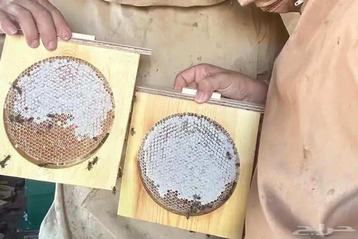عسل البيع 1