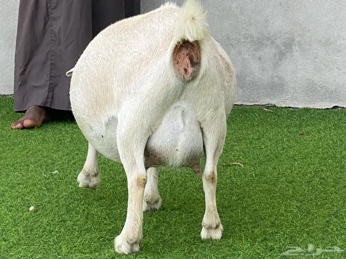 ماعز قزم 3