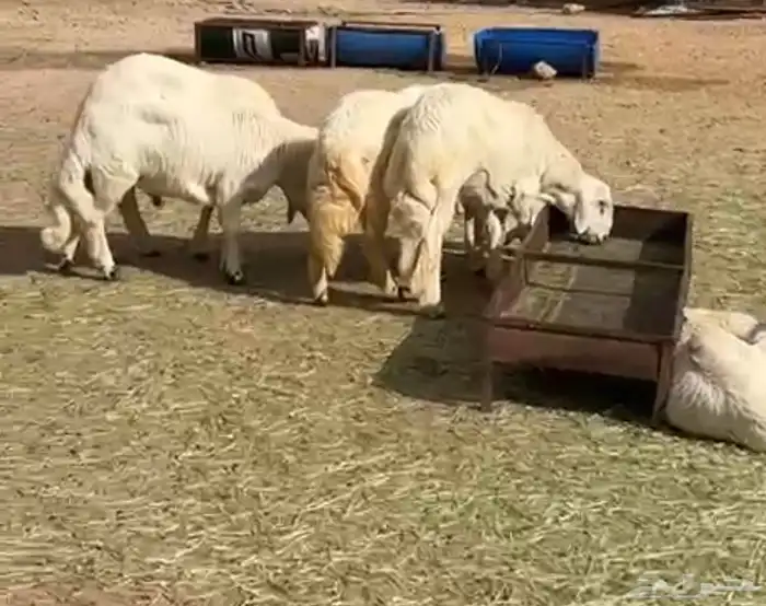 ذبايح خرفان 1