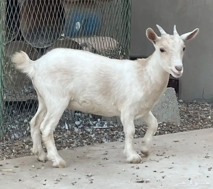 جفرة قزمية تعريف قوي 0