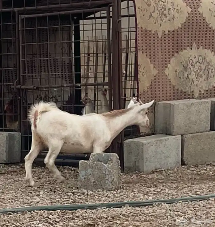 جفرة قزمية تعريف قوي 3