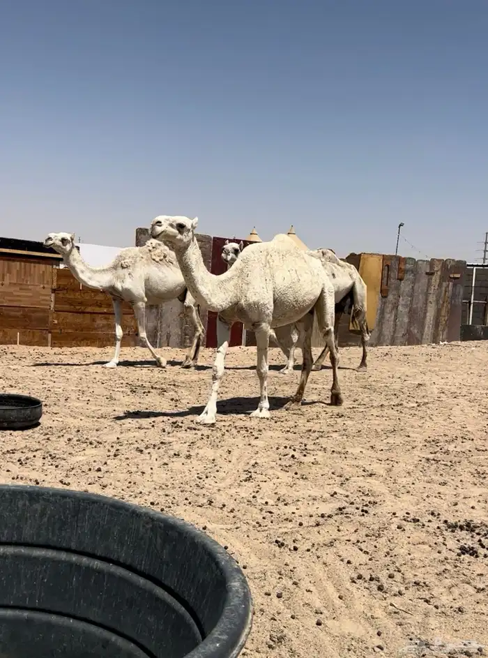 للبيع ثلاث نياق وضح 1