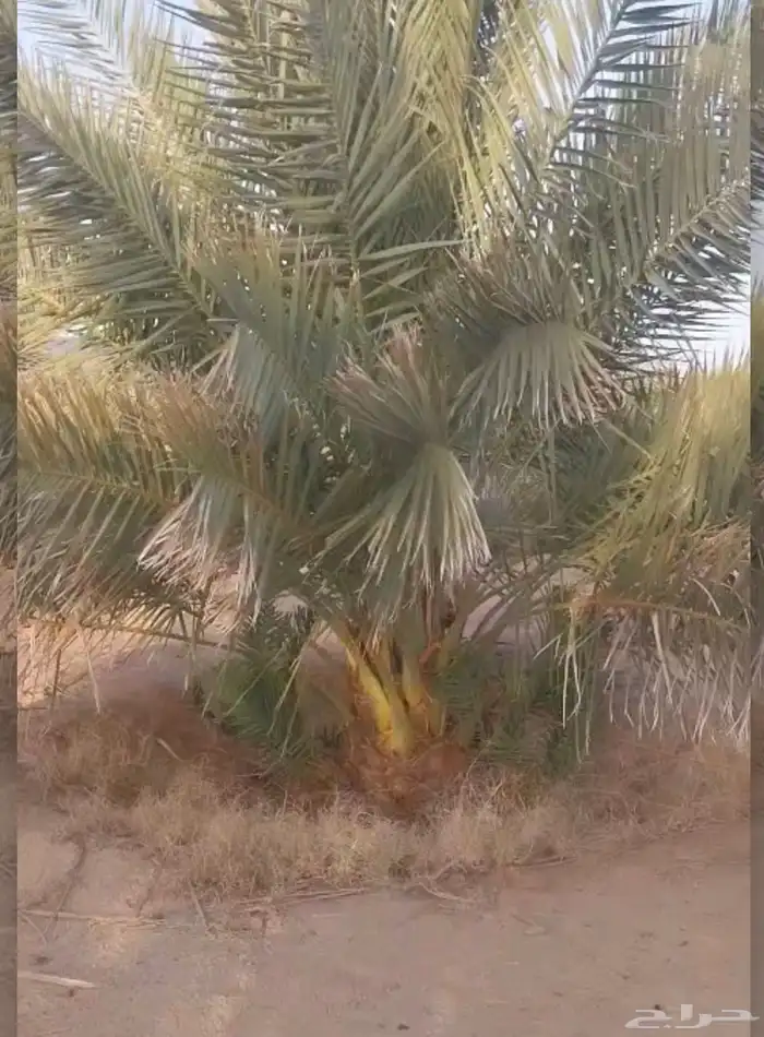 جثايث صقعي ومجدول 0