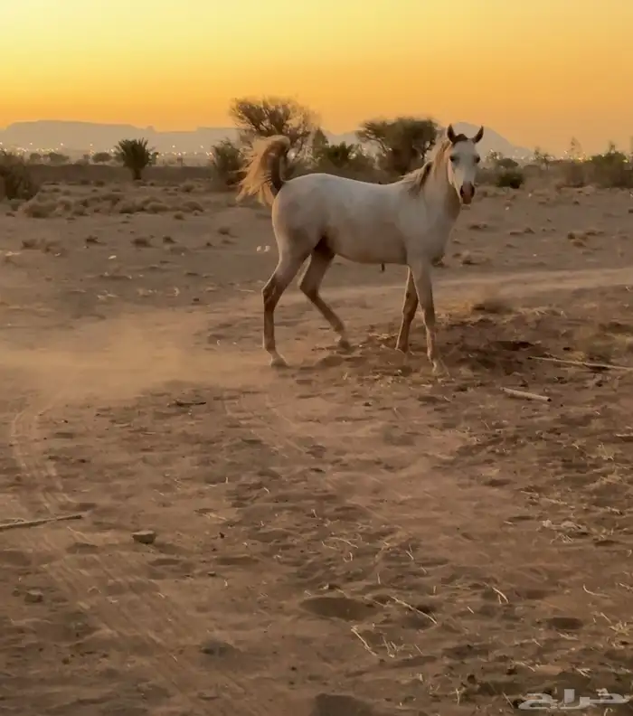 حصان شعبي للبيع 3