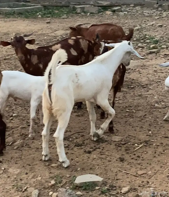مشروع فحل بيشي فاخر 3