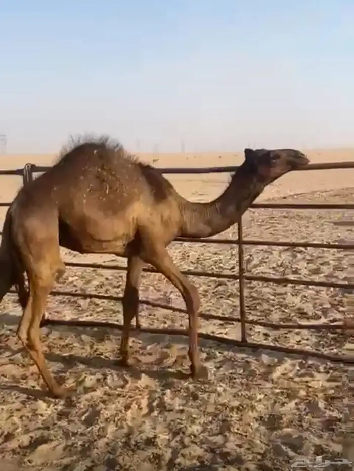 قعدان للبيع 3 1