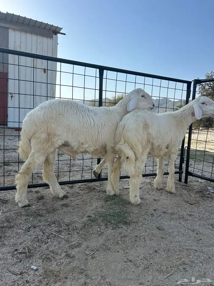 طليان طيبه مشاريع فحول 6 اشهر الصحه مشروطه 5