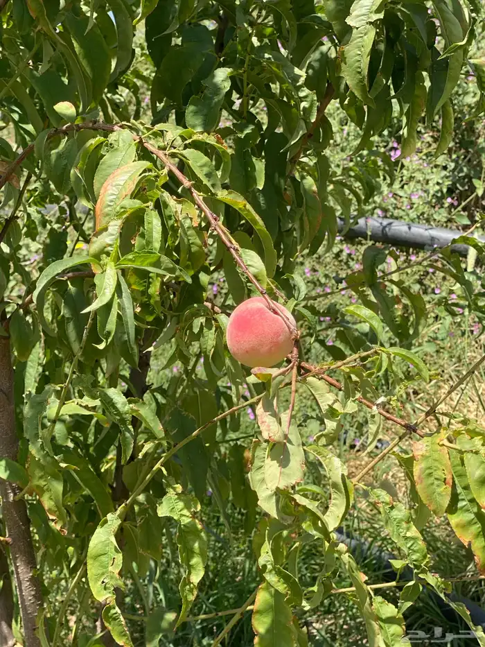 الطآيف بني سعد 0