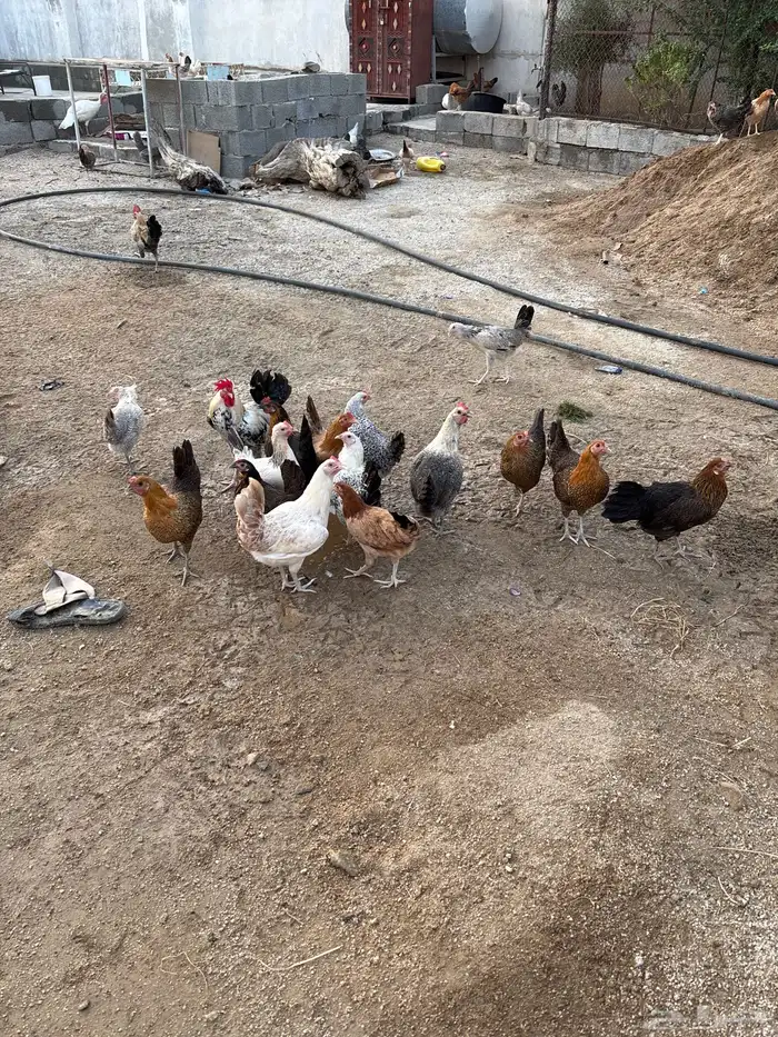 دجاج 3