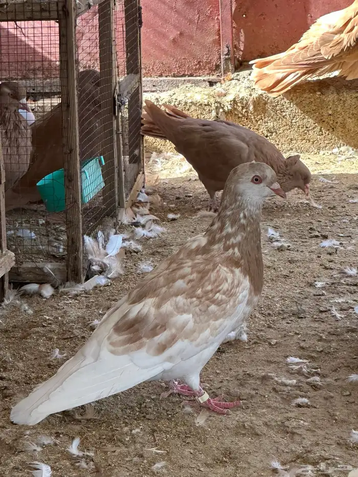 حمام مصري مالطي 37