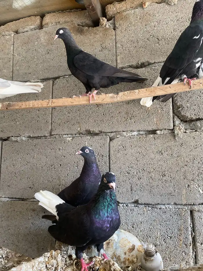 حمام قطيفي 1