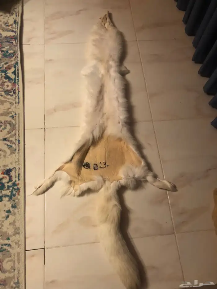 فروت الذئب الابيض الروسي 1