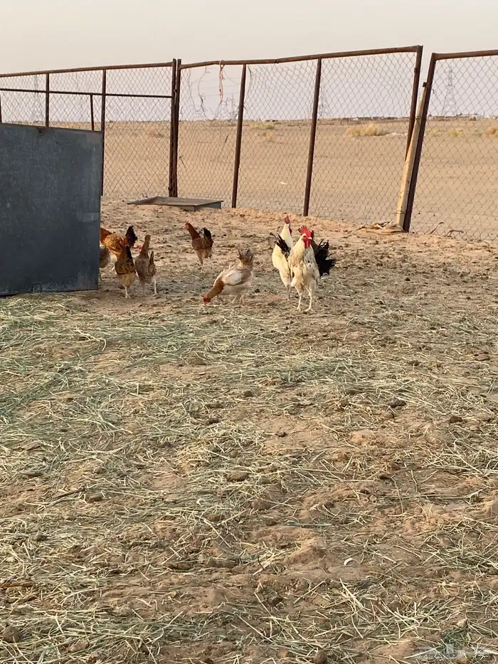دجاج بلدي 6دجاج و3ديكه كفوو نجران 4
