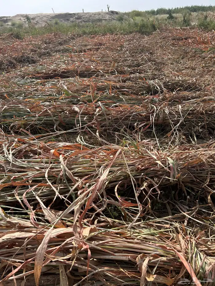 علف للبيع من ريالين الا ربع 1