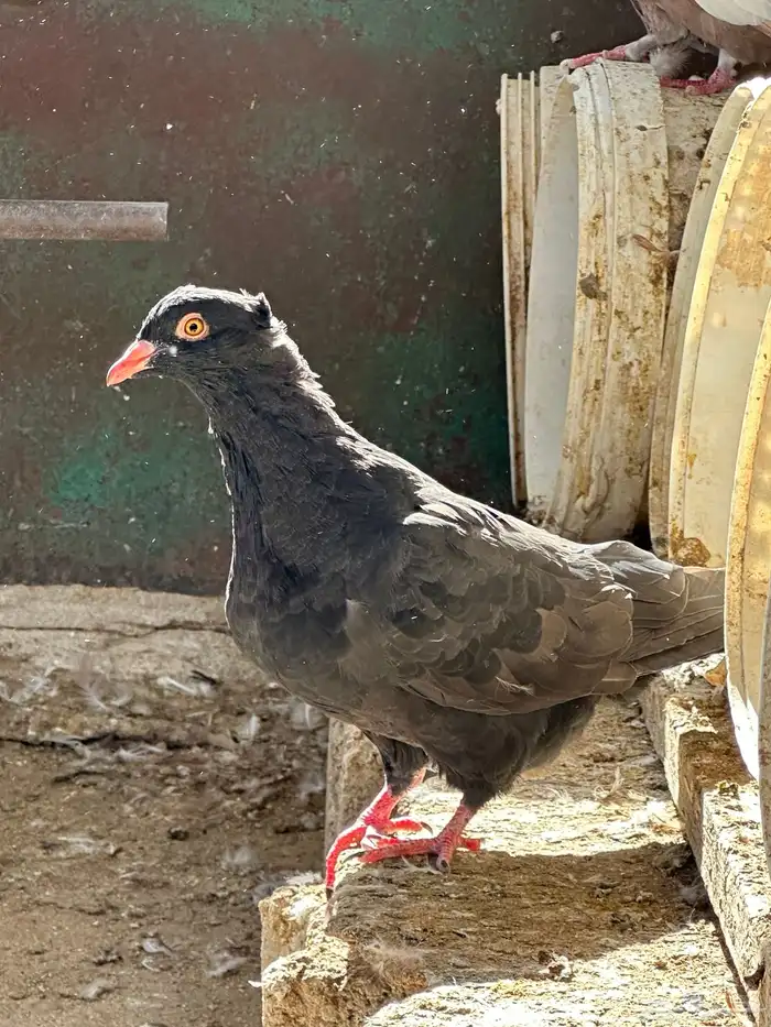 حمام مصري مالطي 70