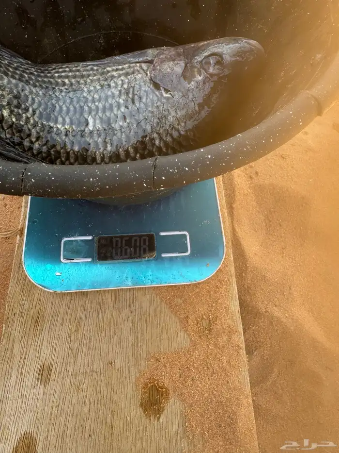 سمك بلطي أوزان من 350 جرام إلى 600 جرام 1