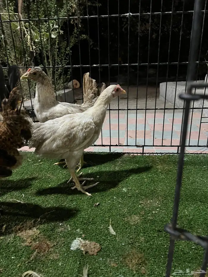 دجاج 0