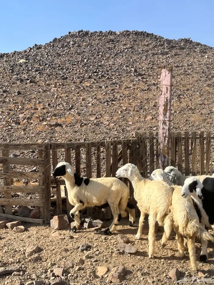 طليان 8