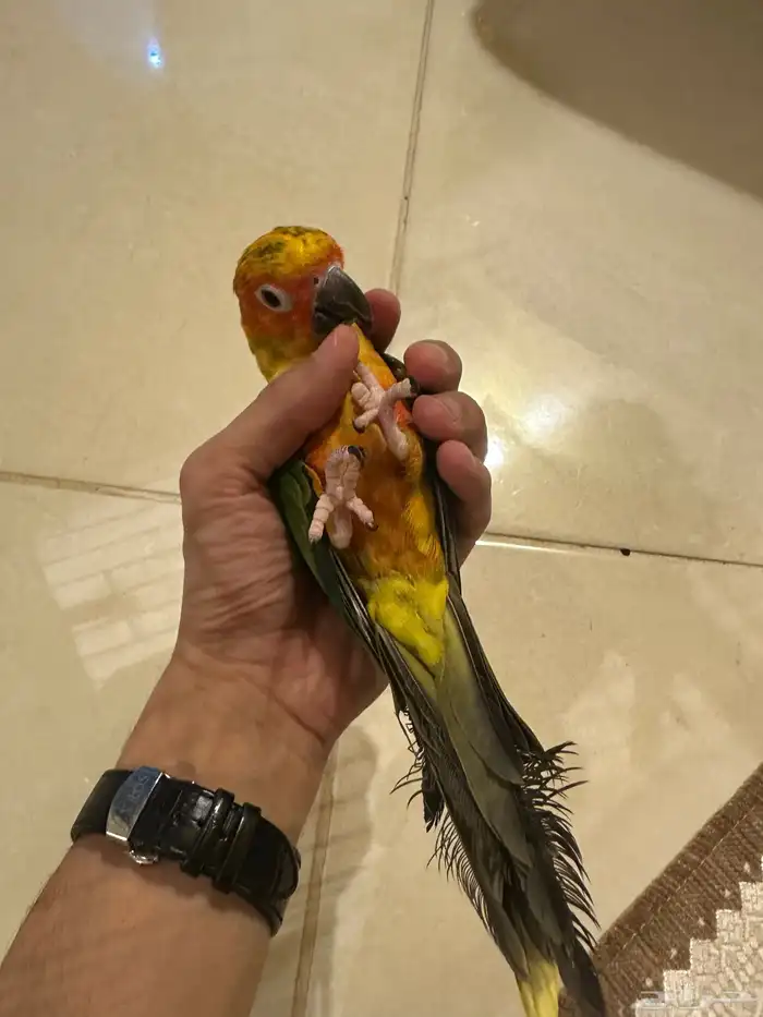 فرخ صن كنيور متكلم و هدد داخلي وخارجي ( تم البيع ) 4