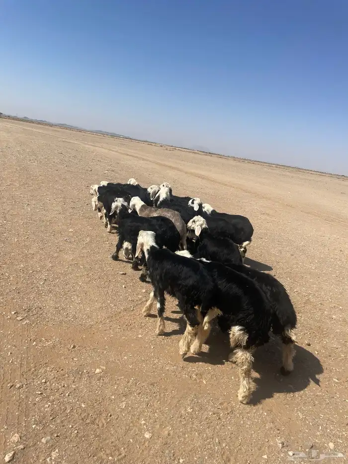 بهم نجد 2