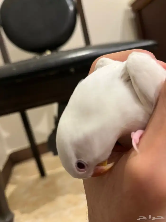 للبيع انثى روز 5