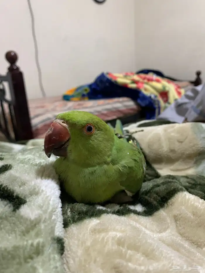parrot ring neck green 6 months الطيار 5 اشهر 1
