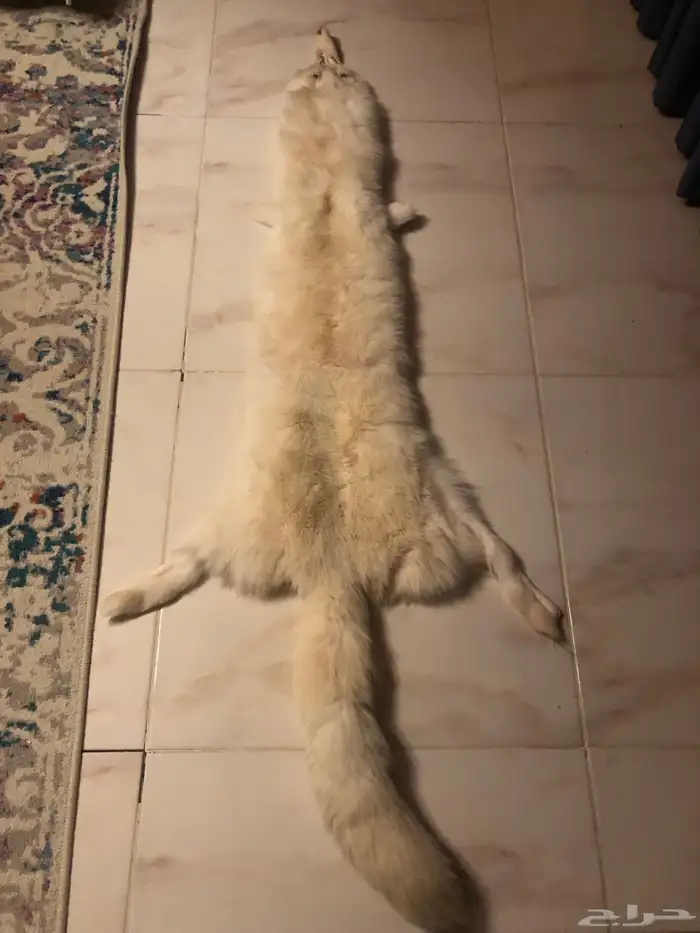 فروت الذئب الابيض الروسي 0