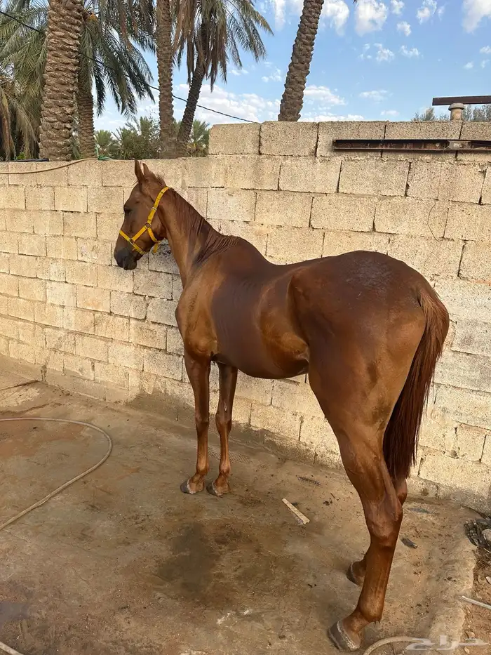 حصان 4