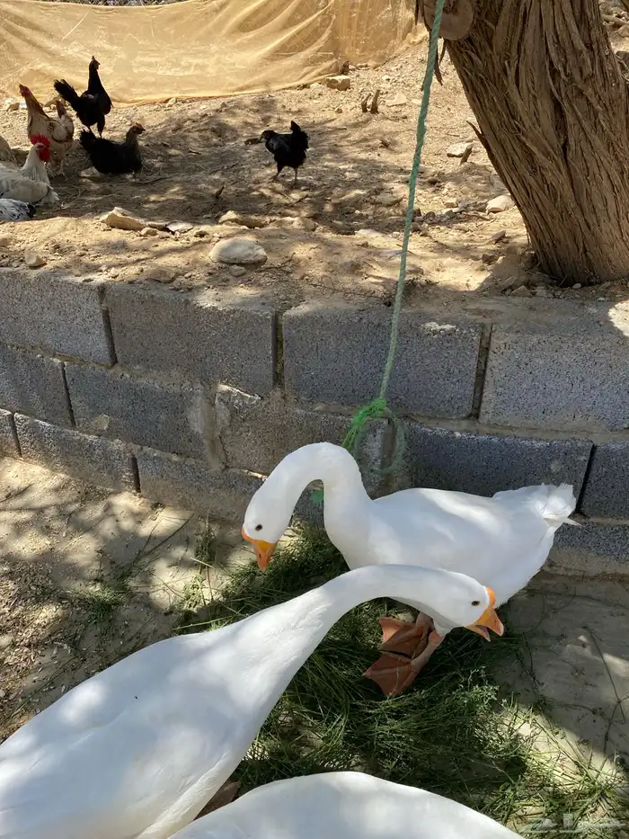 ذكرين وز بلغاري للبدل باناث 3